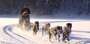 Dog Sledding Tour